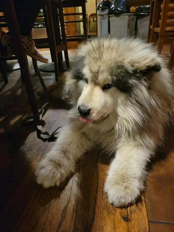 Best Bar Customer Ever! 8th Street Steakhouse Steamboat Springs Co
