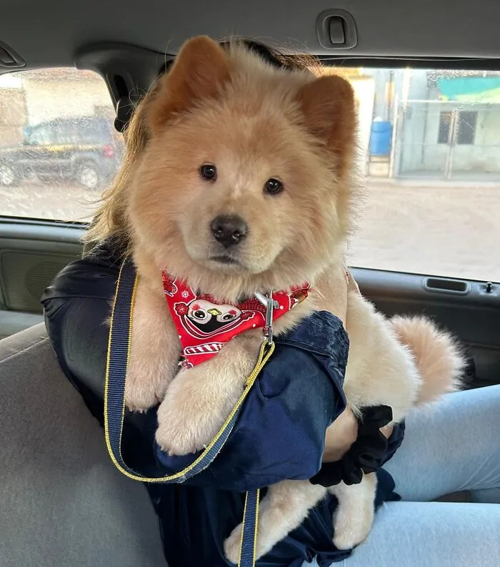 Met This Cute Baby. His Name Is Auggie And He’s A Chow