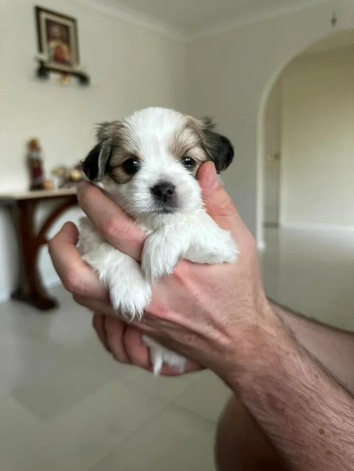Esta es Penny. ¡Tiene 4 semanas y media de edad!