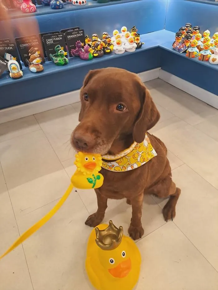 Met This Cute Boy At The Duck Shop In Brighton, UK. His Mom Was Buying Him Some Ducks Because They Are His Favorite
