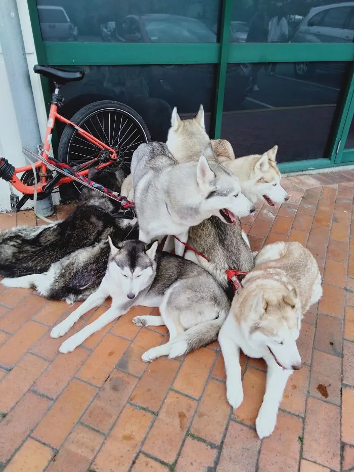Visto fuera de Countdown en Dunedin, Nueva Zelanda. Había siete de ellos en total - ¡Hay uno escondido en algún lugar por el medio!
