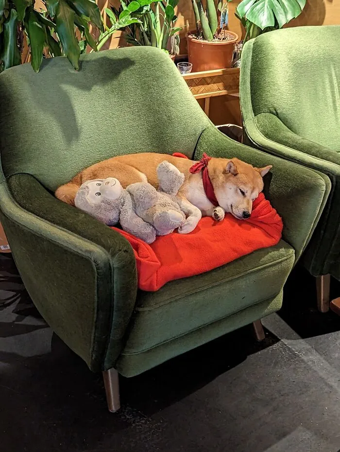 El perro de cafetería más lindo de Berlín