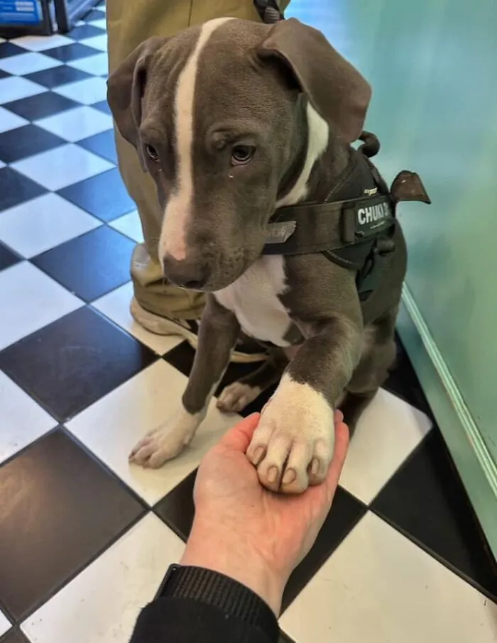 Puppy!!! I Gave Him My Hand To Sniff And Decide If He Wants Pats And He Handed His Paw And The Entire Place Went "Awwwwwww"