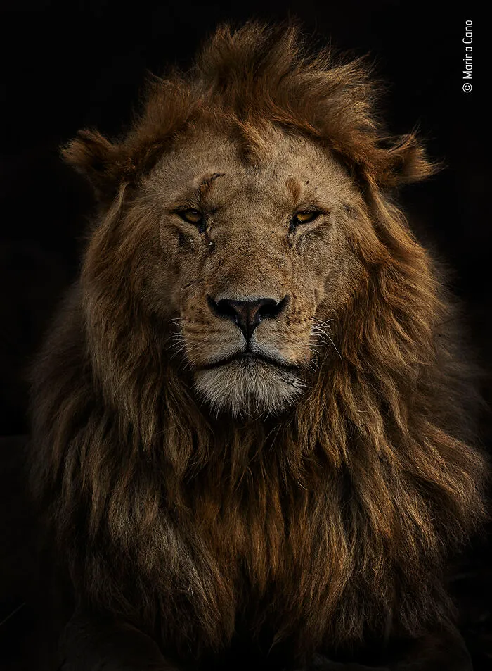 "Portrait Of Olobor" By Marina Cano