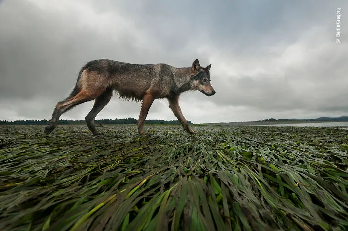 "Coastline Wolf" By Bertie Gregory