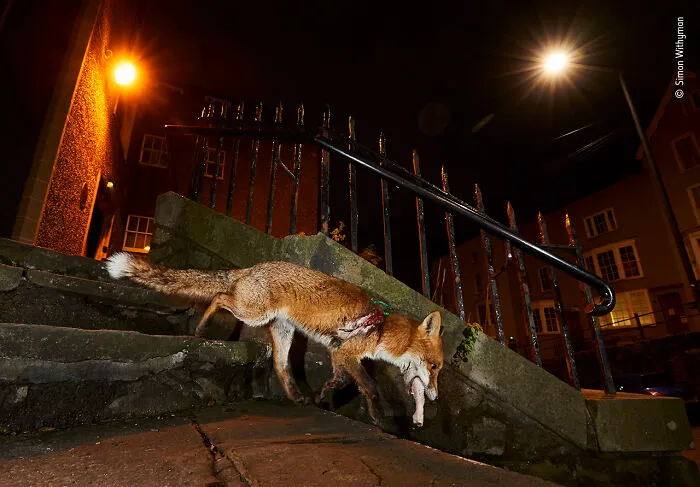 "A Fox’s Tale" By Simon Withyman