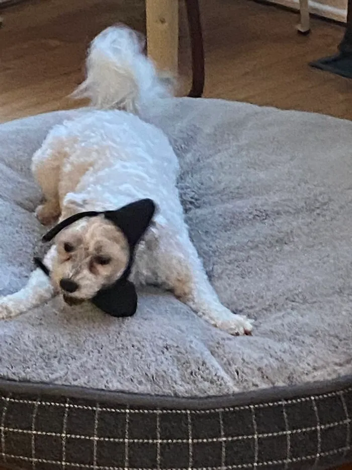 Her Name Is Wookie,she Clearly Wants To Be A Cat