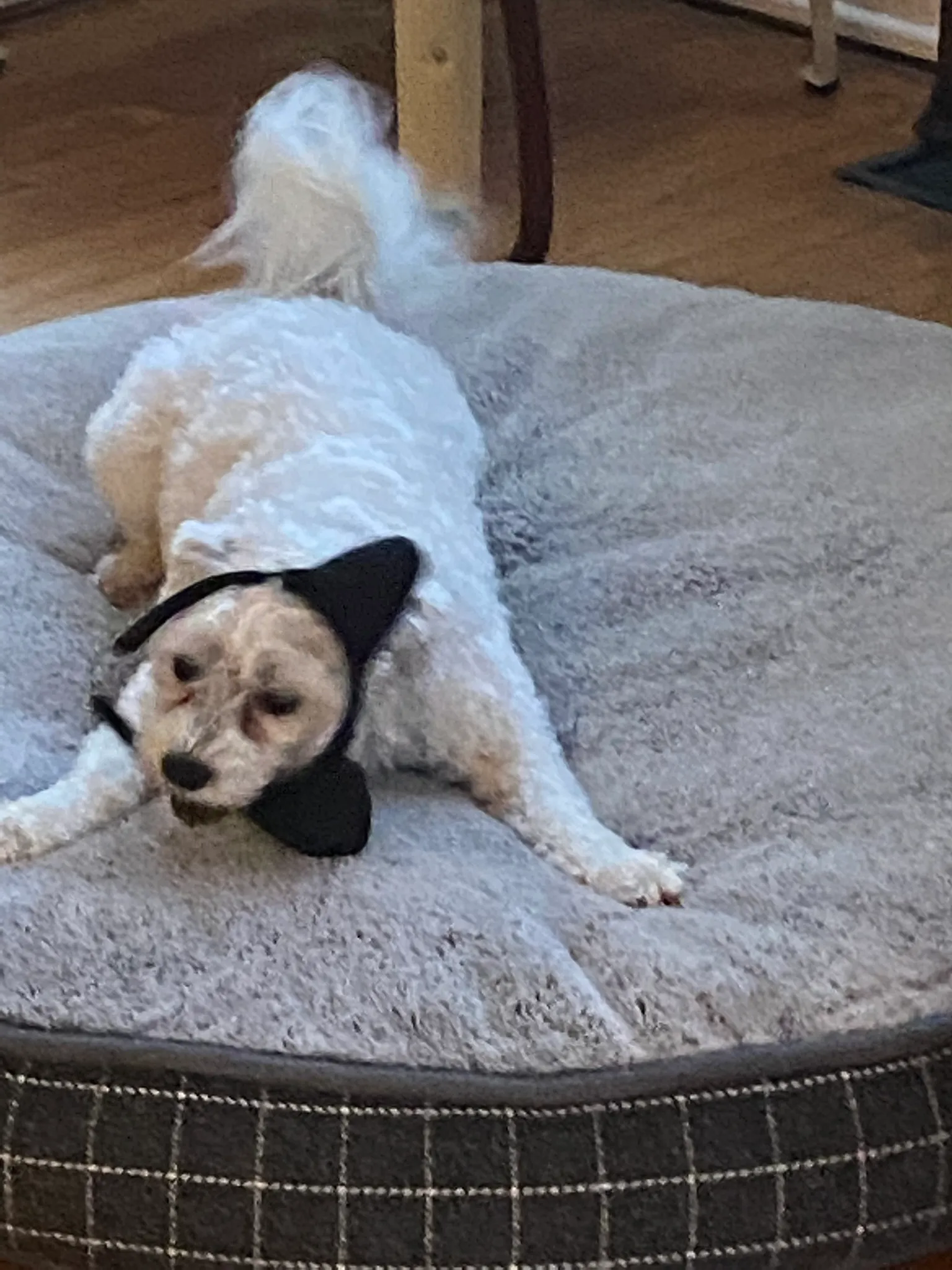 Hey Panda S,share Chaotic Photos Of Your Cat/Dog/Parrot/Dragon Ext.
