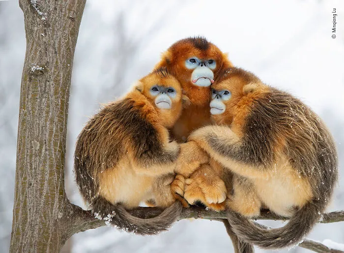 "A Golden Huddle" By Minqiang Lu