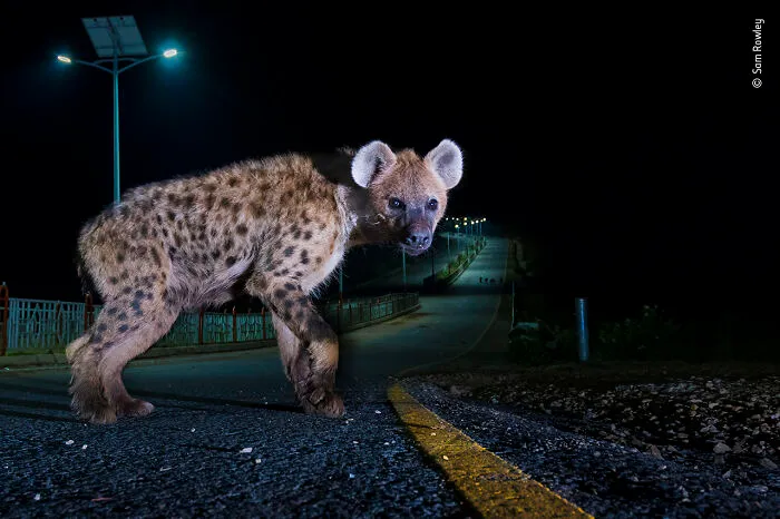"Hyena Highway" By Sam Rowley