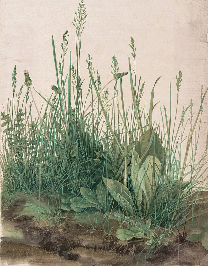 Great Piece Of Turf By Albrecht Dürer