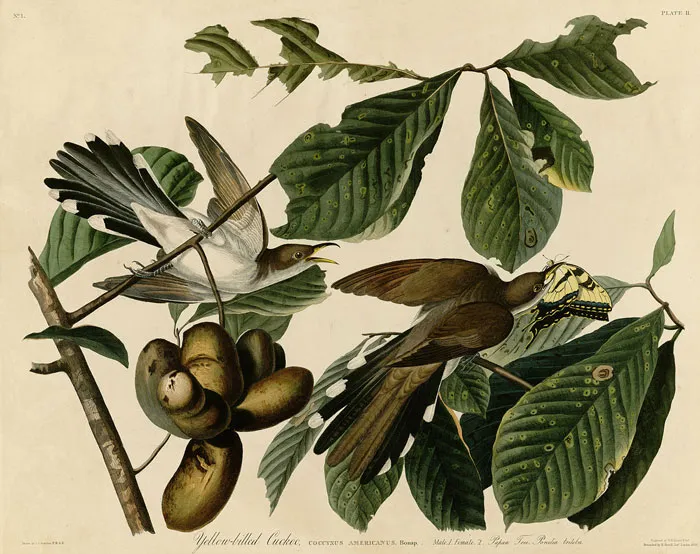 Yellow-Billed Cuckoo By John James Audubon