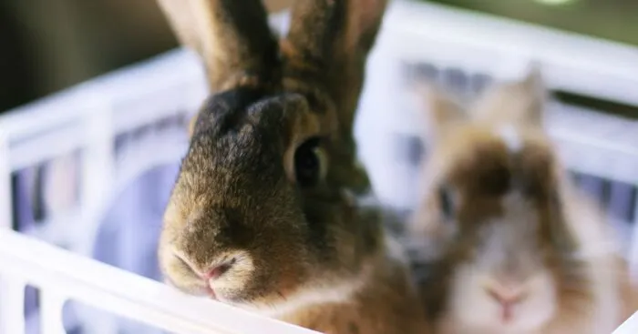 I Did A Photoshoot With Bunnies In Honor Of The Year 2023