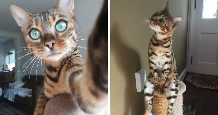 Feast Your Eyes On These Pictures Of Cute Bengal Cats