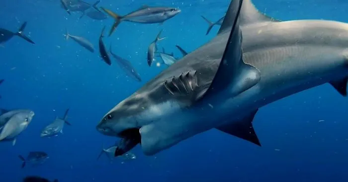 I Am An Underwater Enthusiast And Videographer, And Here Are Some Of The Closest Moments I Had With Apex Predators