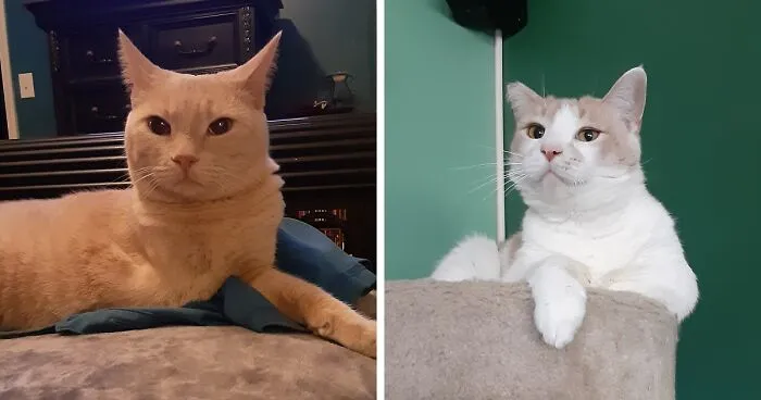 Hey Pandas, Show Me Your Rescue Pet Living Their Best Life (Closed)
