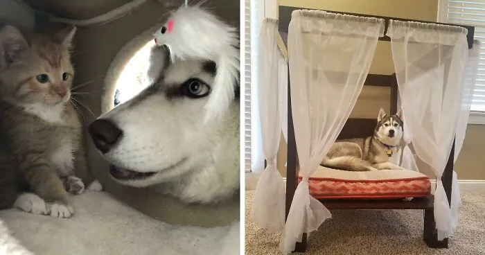 200 Siberian Huskies That Will Melt Every Dog Lover's Heart