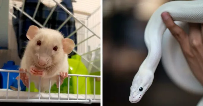 Hey Pandas, Show Me Your Unusual Pets (Closed)