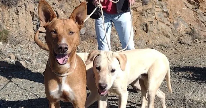 We Teach New Dogs, Using Old Tricks, At The Adana Dog Rescue Centre