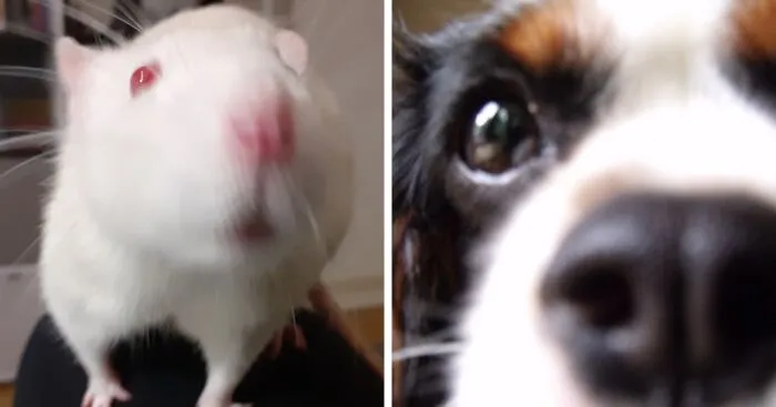 Hey Pandas, Post A "Blurred But Good" Pic Of Your Pet (Closed)