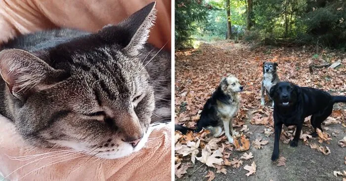 Hey Pandas, Show A Pic Of Your Rescued Or Adopted Pet (Closed)