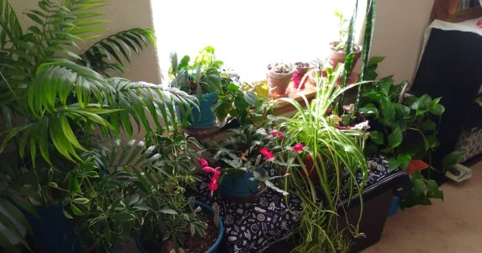 Hey Pandas, Post Your Plants