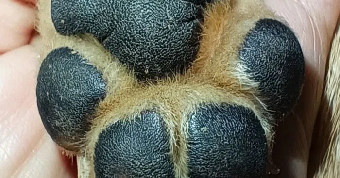 Hey Pandas, Post A Picture Of Your Furbaby's Toe Beans (Closed)