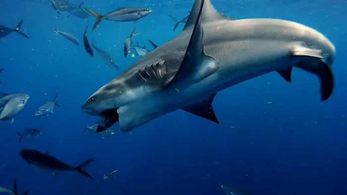 I Am An Underwater Enthusiast And Videographer, And Here Are Some Of The Closest Moments I Had With Apex Predators