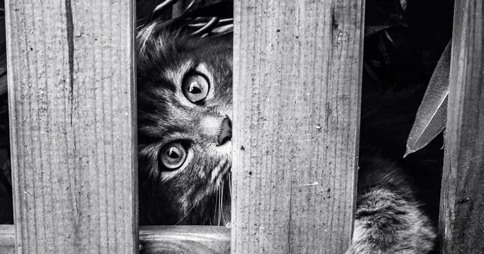 My 14 Perfectly Framed Cat Photos Taken In Venice
