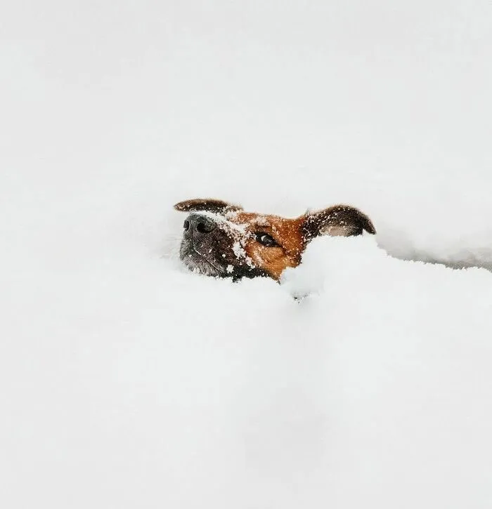 La semana pasada la nieve llegó a los 50 cm en Nueva York, pero igual él estaba decidido a jugar 