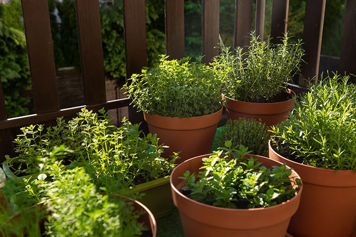 Grow Your Own Vegetables