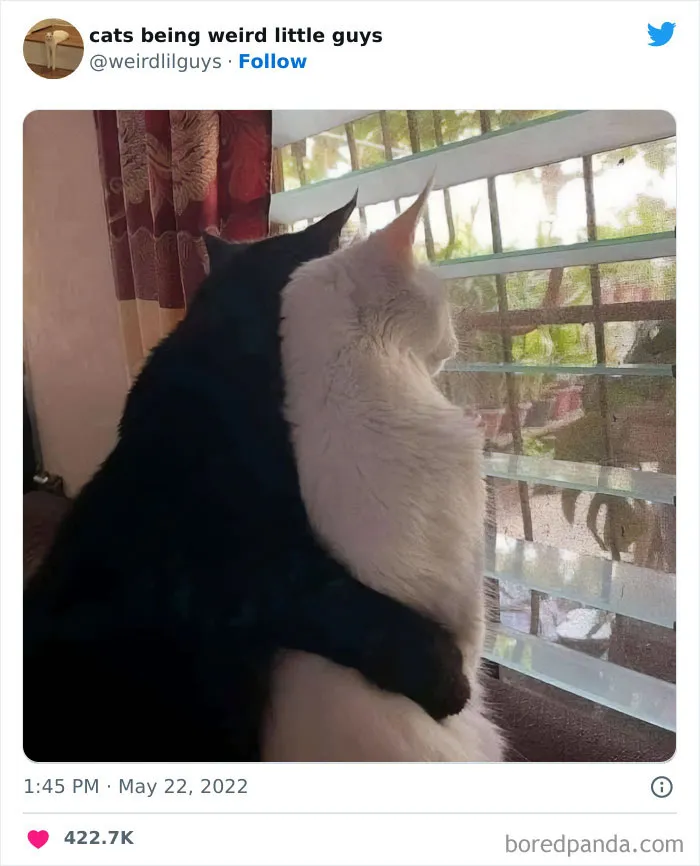 Los gatos son las mascotas más extrañas de todas y estas graciosas e inexplicables fotos lo demuestran