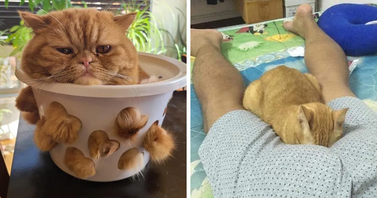 Los gatos son las mascotas más extrañas de todas y estas graciosas e inexplicables fotos lo demuestran
