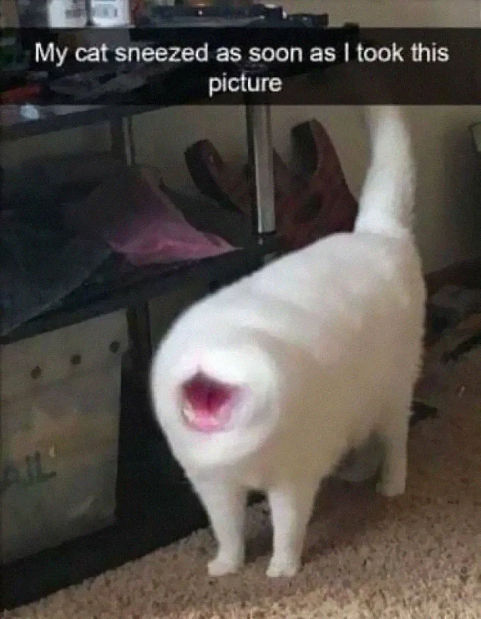 35 Times Cats Were Too Fast For The Camera And It Resulted In These Hilarious Blurry Pics
