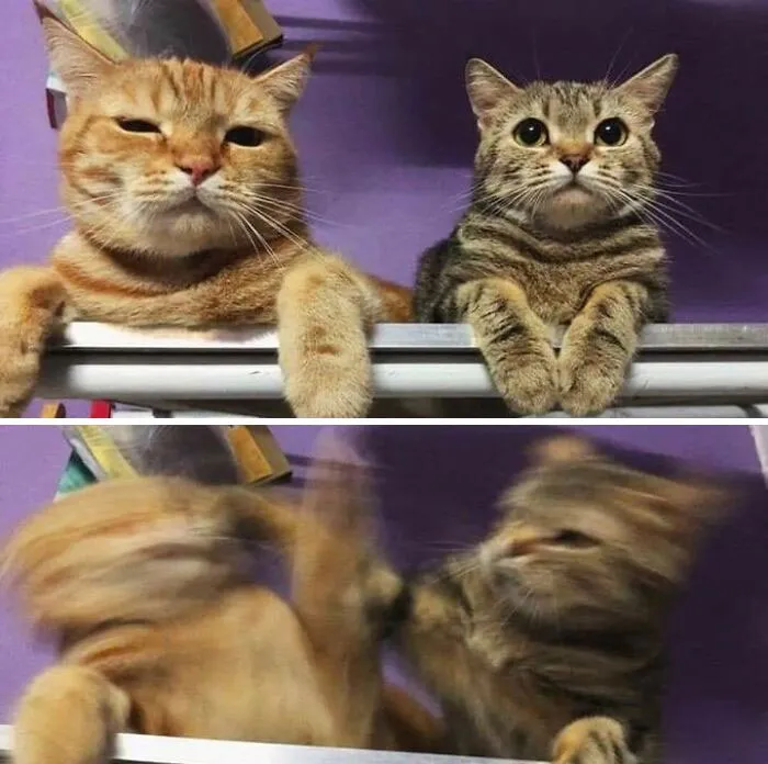 35 Times Cats Were Too Fast For The Camera And It Resulted In These Hilarious Blurry Pics
