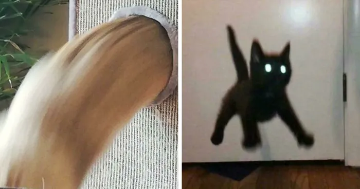 35 Times Cats Were Too Fast For The Camera And It Resulted In These Hilarious Blurry Pics
