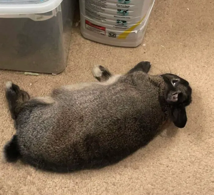 I Know You're Trying To Get Work Done Mom, But I Wanna Play Dead And Give You A Heart Attack 😇 (Don't Worry, He's Fine. I Checked Multiple Times)