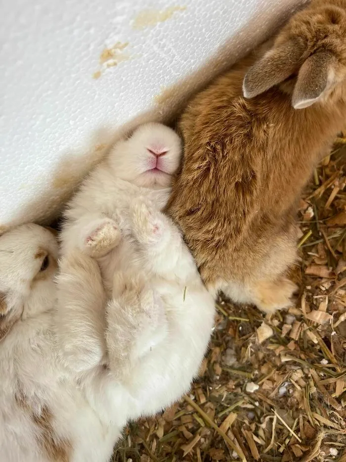 This Little Baby Scare The Sh*t Out Of Me  ( Don’t Worry Hooman, I’m Just Sleeping )
