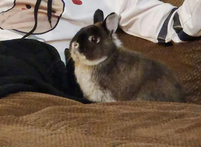 Hank Is Very Proud Of Himself After Biting Holes In A Blanket He Thought Was "Attacking" My Daughter...... He's So Proud