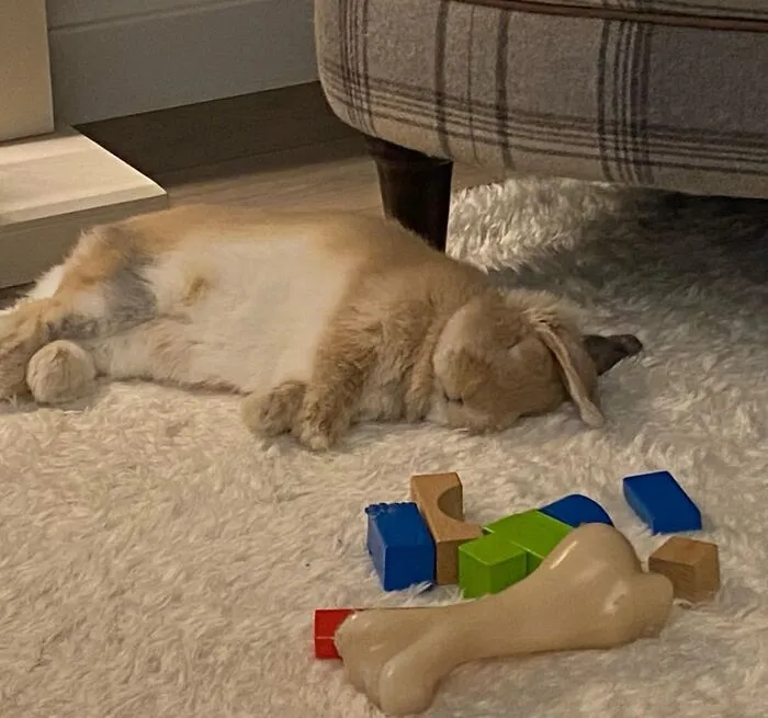 Después de un agotador día de actividades de conejo, Fletcher se derrumbó y se quedó dormido. Esta bola de pelos de 1.5 kg no tardará más de un par de pestañeos en despertarse para seguir con su lucha contra los cables, los muebles y el Golden Retriever 