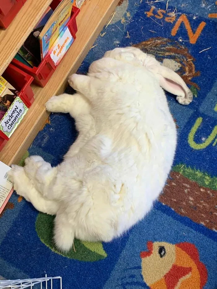 Sleeping On The Job! This Arsehole Had One Job, One Day Every Other Week, Therapy Bun!