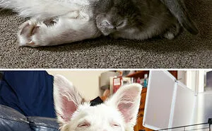 “Bunnies Are Jerks”: 50 Hilarious Posts By Rabbit Owners That Show The Truth Behind These Deceptive Fluffballs (New Pics)