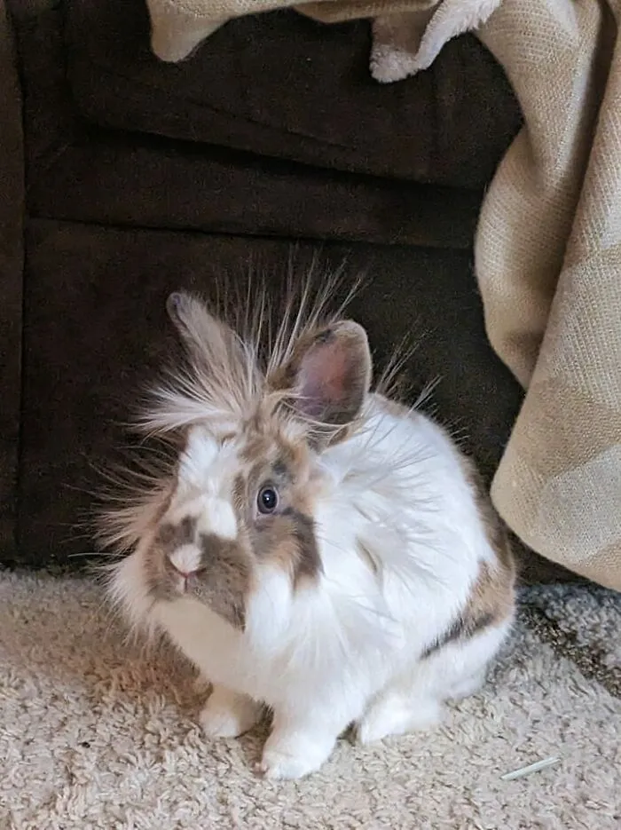 I Suspect He Got A Little Too Much Spice When He Was Destroying My Phone Charger Yesterda