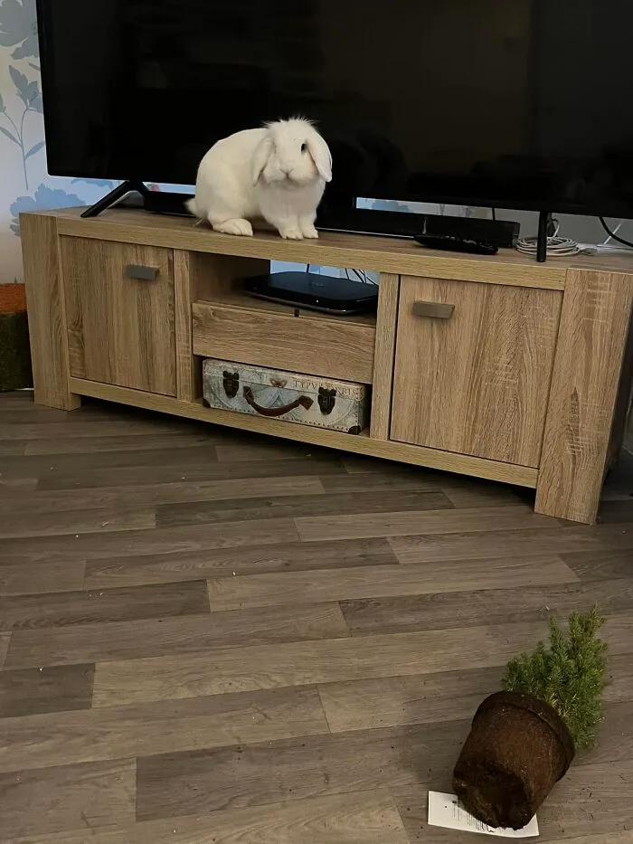 On An Important Work Video Call And A Plant Gets Launched At Me And He’s Sitting There Like What You Gon Do’?. He Just Picked It Up With His Mouth And Launched It In My Direction