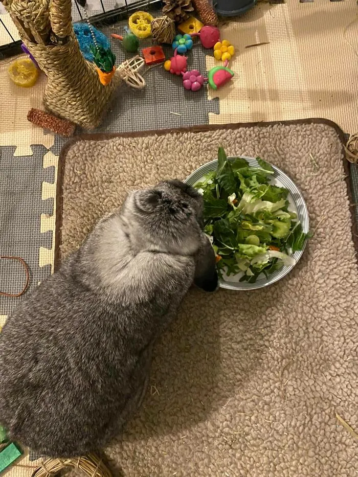 Mi conejito Oliver, al que mi marido llama Príncipe Ollie porque no come las verduras en un plato de plástico, solo come en mi plato de porcelana 
