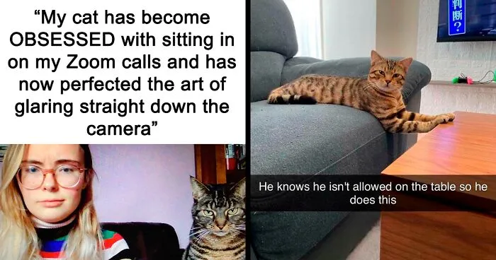 "Meow Incorporated": 50 Perfectly Accurate Memes That Capture What It’s Like Living With Cats