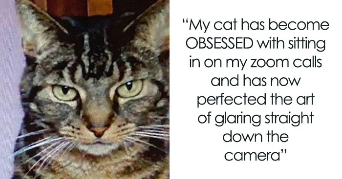 "Meow Incorporated": 50 Perfectly Accurate Memes That Capture What It’s Like Living With Cats