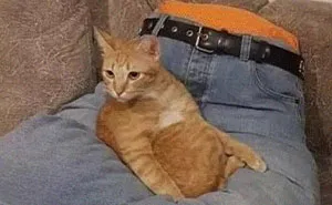 "Meow Incorporated": 50 Perfectly Accurate Memes That Capture What It’s Like Living With Cats