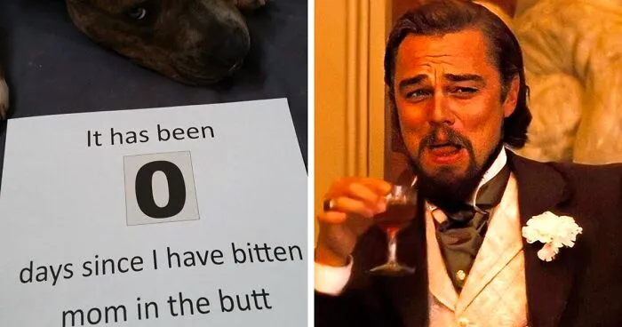 40 Times Pets Did Something Naughty And Ended Up On This “Dog Shaming” Page