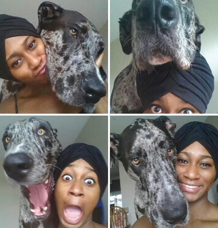 One Of My Favorite Pictures. Great Danes Are Such An Awesome Breed